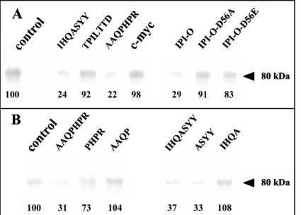Figure 2:  Photoaffinity labelling of  plasma membrane proteins from A. 