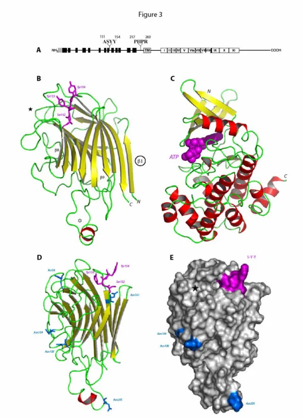 Figure 3: Schematic representations of the lectin-like receptor kinase encoded by At5g60300