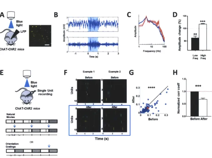 Fig.  1.  In vivo optogenetic  stimulation of ChAT-ChR2  expressing  axons  induces  desynchronization  of the  local  field potential  (LFP)  and  decreases  correlation  between  visual  responses  of layer  2/3  cortical  neurons  in  VI