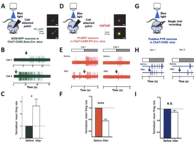 Fig. 2.  In vivo  optogenetic  stimulation  of ChAT-ChR2  expressing  axons  evokes  diverse  responses  in  layer  2/3  SOM, PV and  putative  PYR neurons