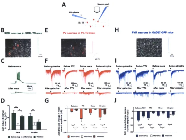 Fig. 3. Ex vivo application  of ACh  induces  diverse responses  in  layer 2/3  SOM,  PV  and PYR  neurons (A)  Schematic illustration  of whole-cell  patch-clamp  recording  of layer  2/3  neurons  in  slices  during  ACh  application