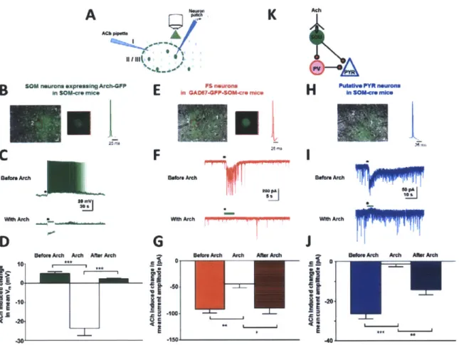 Fig.  4.  ACh-induced  facilitation  of SOM  responses  leads  to  ACh-induced  IPSCs  in  fast-spiking  (FS,  putative  PV) and  PYR  neurons