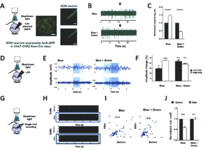 Fig.  5.  In  vivo  ChAT-ChR2  stimulation  induced  desynchronization  of  local  field  potentials  and  neuronal decorrelation  in VI  is  mediated  by  SOM  neurons