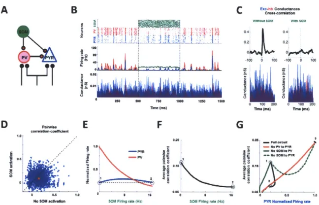 Fig.  6.  SOM-evoked  direct  inhibitory  and  indirect  disinhibitory  pathways  are  both  necessary  for rate-independent neuronal  decorrelation