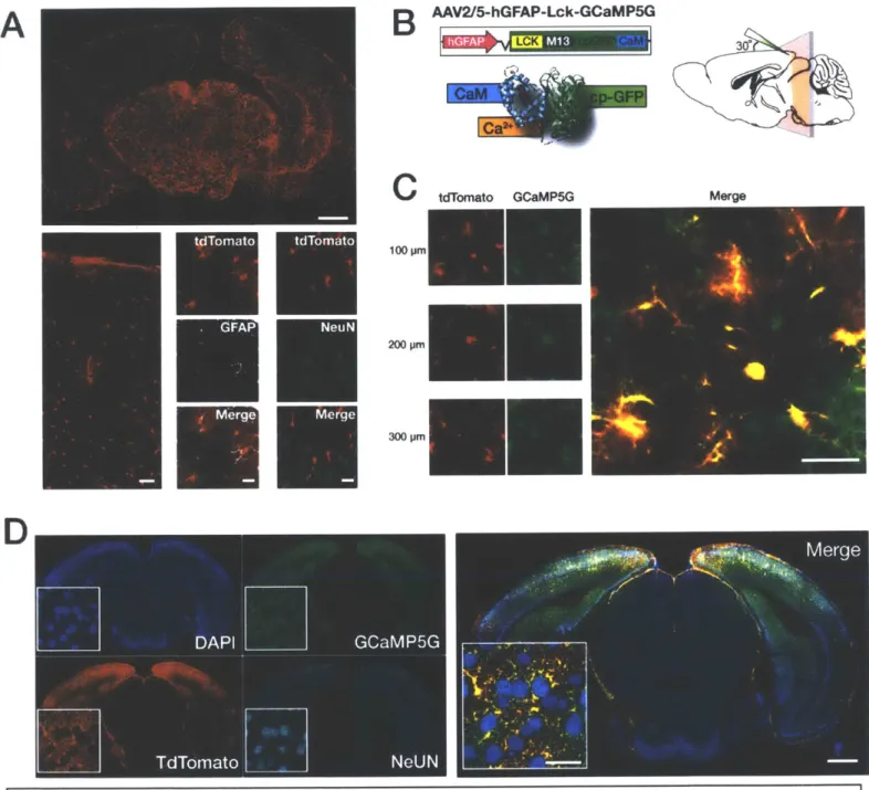 Figure  1  - Genetically encoded  calcium  indicators used  to monitor astrocyte  activity in vivo