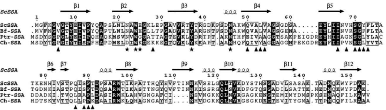 Fig. 3. Sequence alignment of SSA with homologs from B. fuckeliana (Bf-SSA, accession EDN28997.1), P