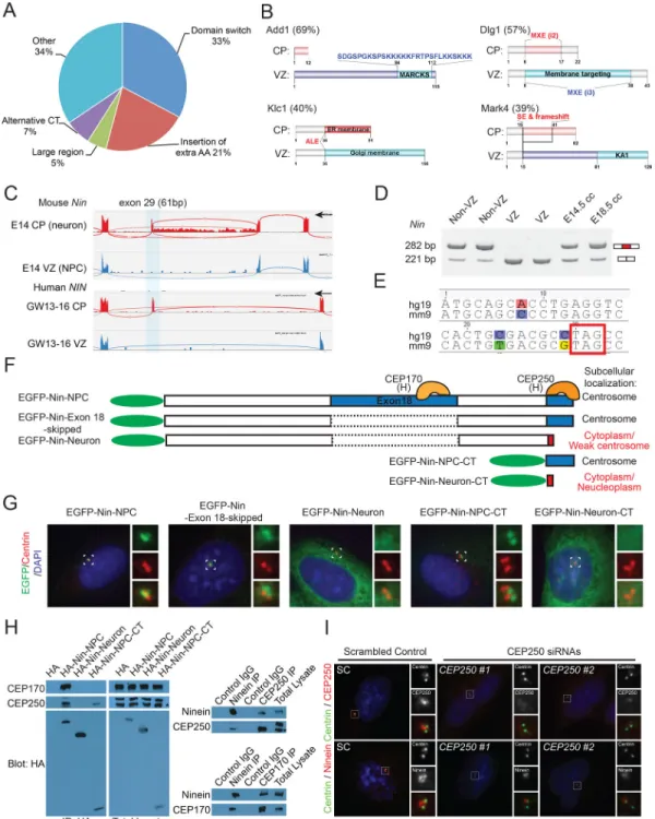 Figure 3. Cell Type-specific Alternative Splicing Translocates Ninein from Centrosome in NPCs  to Non-centrosomal Loci in Neurons