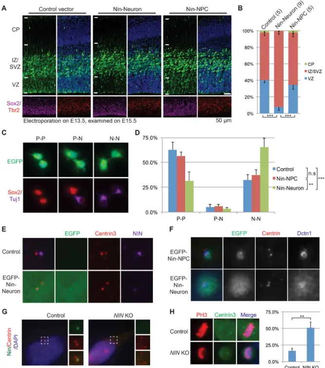 Figure 4. Ninein Neuronal Isoform Promotes NPC Differentiation