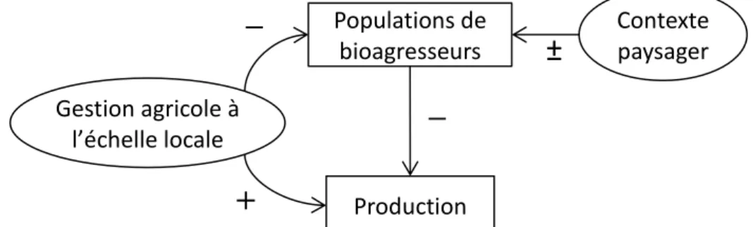 Figure  1  :  Schéma  conceptuel  hypothétique  des  relations  entre  abondance  de  bioagresseurs, paysage, pratiques agricoles et production agricole