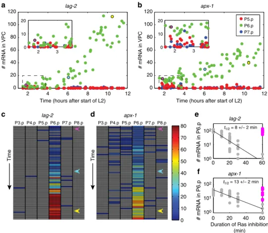 Figure 2 | Notch ligand expression dynamics in VPCs during vulva induction in wild-type animals