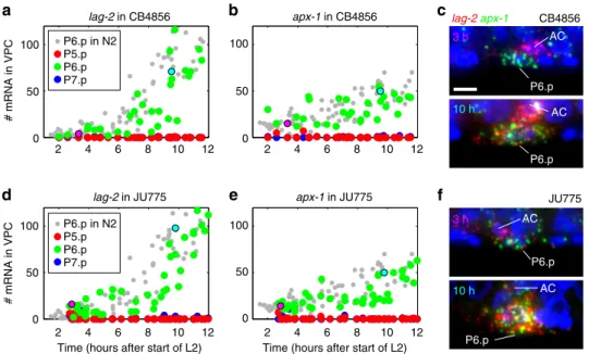 Figure 3 | Notch ligand expression dynamics during vulva induction in wild C. elegans isolates