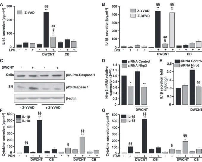 Figure 2. DWCNT – induced IL-1β release in human monocytes results from Nlrp3-dependent caspase-1 activation