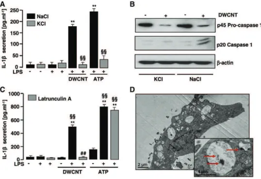 Figure 3. DWCNTs – induced IL-1β release in human monocytes requires potassium efflux and phagocytosis