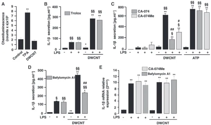 Figure 4. DWCNT – induced IL-1β release in human monocytes requires lysosomal acidification but not ROS production