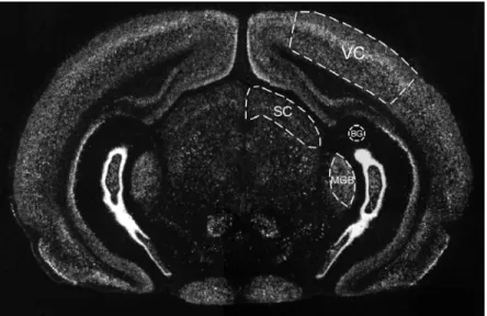 Figure 2-1. In situ hybridization on a coronal section through rat visual cortex using a cpg15 probe