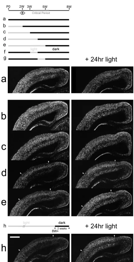 Figure 2-7. Early visual experience confers normal adult patterns of cpg15 regulation