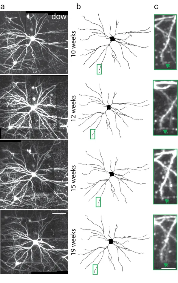 Figure 3-2. Dendritic arbors of pyramidal neurons are stable. 