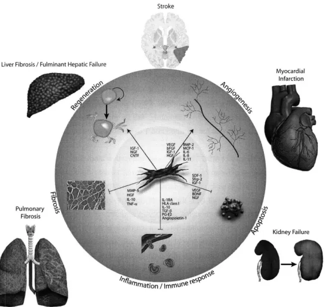 Figure  1.2.  Effects  of  MSC-Derived  Factors  on  Pathogical  Processes  in Tissue Injury