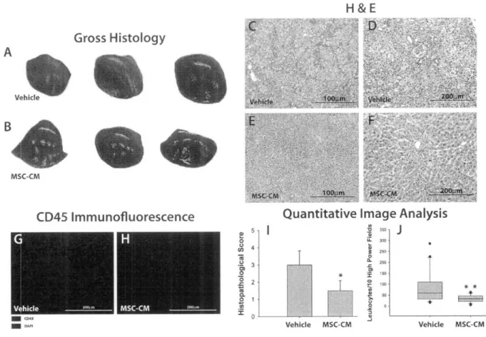 Figure  2.5.  Histopathological Analysis of  Liver Tissue After MSC-CM  Treatment.  FHF  rats were  sacrificed  36  hours  after  systemic  vehicle  or  MSC-CM  treatment
