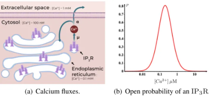 Fig. 2. Scheme of the kinetic model used for our simulation. (a) Calcium enters the cytosol through open IP 3 Rs at a rate µ and leaves to the extracellular space or the ER at a rate α