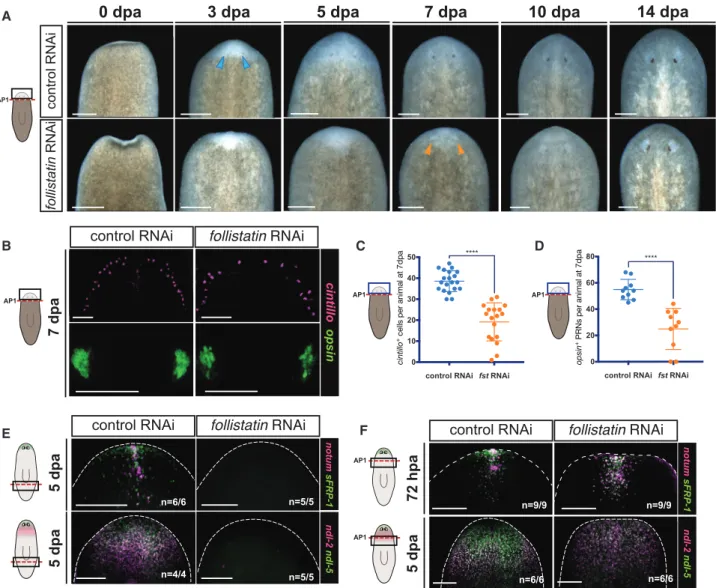 Figure 4. Head Regeneration at AP1 Occurs in the Absence of a Detectable Missing Tissue Response, but at a Slower Rate