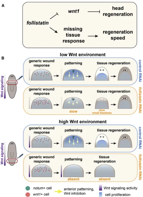 Figure 7. Model for the Roles of the Missing Tissue Response and follistatin in  Regenera-tion