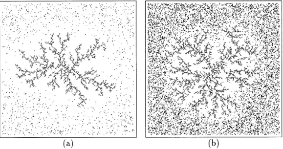 Figure  2-16:  A  simulation  of  diffusion  limited  aggregation.  Diffusing  particles  pref- pref-erentially  stick  to  the  tips  of a  growing dendritic  cluster  (a)