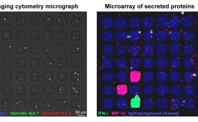 Figure  S-2.  Representative  composite  micrographs  of  imaging  cytometry  (left)  and  corresponding microarray of secreted proteins (right) from a 7 " 7 block of nanowells containing  barcoded cells