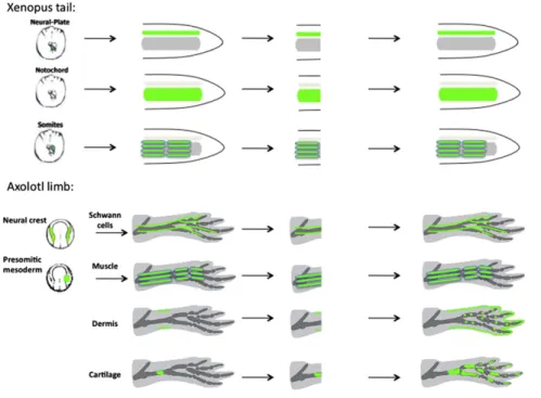 Figure 4. Cell Tracking of GFP-Labeled Cells in Amphibians Shows that Vertebrate Appendage Regeneration Occurs by Producing Lineage-Restricted Progenitors in the Xenopus Tail and Axolotl Limb Blastema
