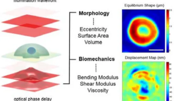 Fig. 1.  Optical measurement of morphological  properties of RBCs. Morphological information about the  sample (eccentricity, surface area and volume) are obtained  from deformations of the optical wavefront after its  traversal  through RBCs