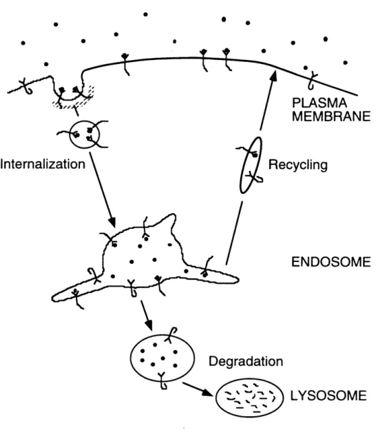 Figure  1.3  Endocytic  Trafficking.  The  binding  of cytokines  to  cognate  receptors  is often  concomitant  with  the specific  entrapment  of the receptor  in  specialized  clathrin-coated pits  in the  plasma  membrane