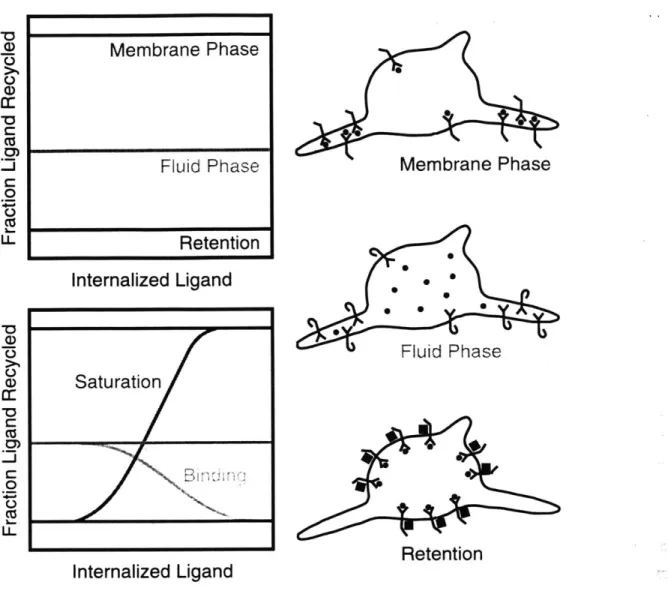 Figure  1.5  Mechanistic  Analysis  of  Endosomal  Sorting.  Lipids  and  other