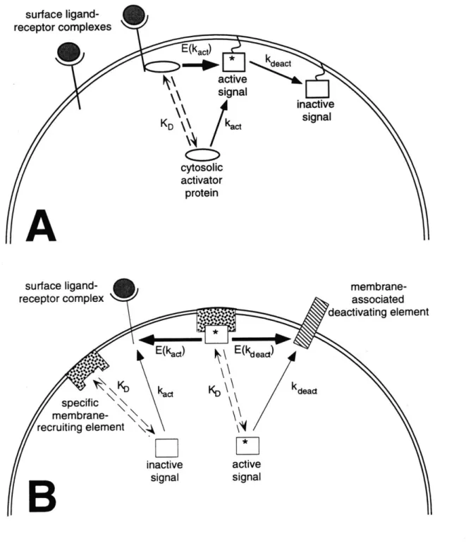 Figure  2.4  Two  highly  simplified  signal  transduction  models.  A,  Model  1: