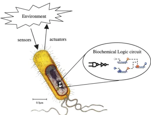 Figure 1-1:  Embedding  biochemical logic circuits in cells for internal  computation and programmed  intercellular  communications,  extending  and  modifying  the  behavior  of cells  and  cell  aggregates.