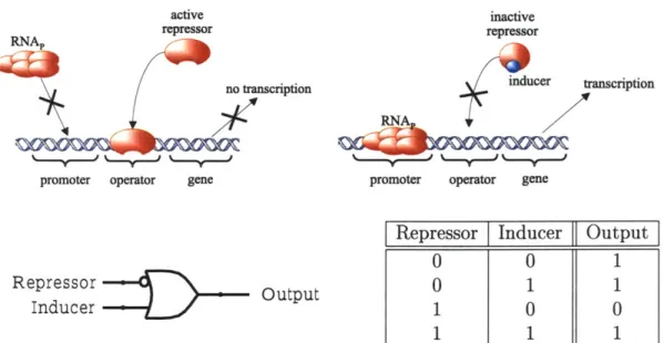 Figure 2-4:  A genetic  gate for the  IMPLIES logic function  using repressors  and  inducers.
