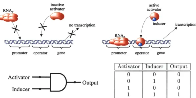 Figure  2-5:  A  genetic  gate  for  the  AND  logic  function  using  activators  and  inducers: