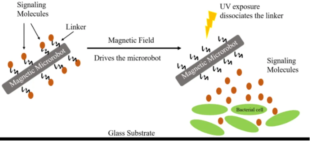 Figure 1: Schematic representation of the light-controlled targeted delivery system. Signaling molecules are attached to a magnetically actuated microrobot using a photocleavable linker