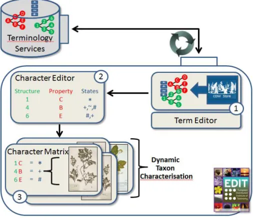 Fig 2 The EDIT platform uses the API of the terminology service to integrate the  terminology services into three applications: 1) the term editor which allows editing on a  synced copy of the ontology, 2) the character editor where the user defines taxon 