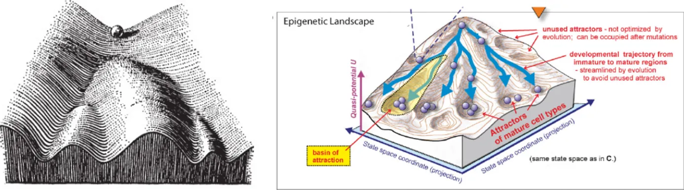 FIGURE 2. The epigenetic landscape was originally introduced by Waddington (left, version of 1957) as a metaphor of physio- physio-logical cell differentiation, relying on stochastic choices in a deterministic environment, represented as valleys eventually