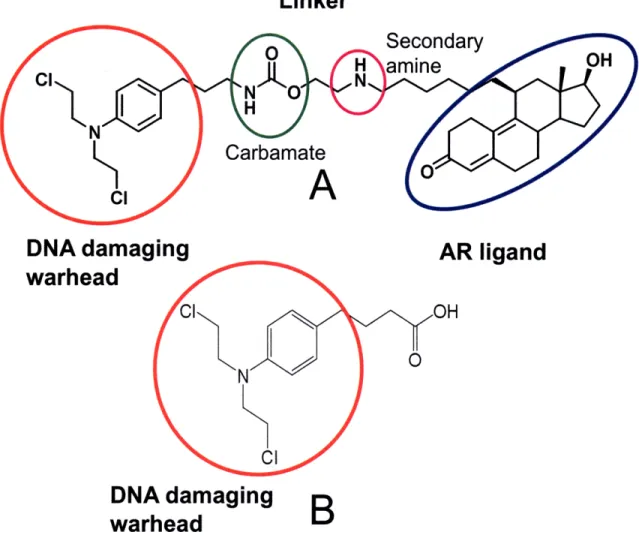Figure  1.  A, Structure  of 1103  showing  DNA damaging  warhead  (red oval),  linker with  carbamate  moiety for stability (green  oval)  and secondary amine (purple  oval) for solubility, and AR ligand  (blue  oval) portions  of the molecule