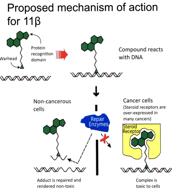 Figure 2.  Proposed  mechanism  of action for  11.  11p is a bifunctional agent designed to target  DNA and the androgen  receptor (AR) which  is over-expressed  in prostate  cancer cells