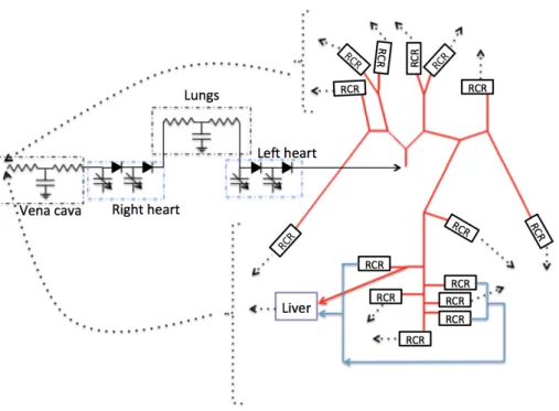 Figure 2: Scheme 1D-0D closed-loop model. The dotted line arrows are all related to the vena cava compart- compart-ment.
