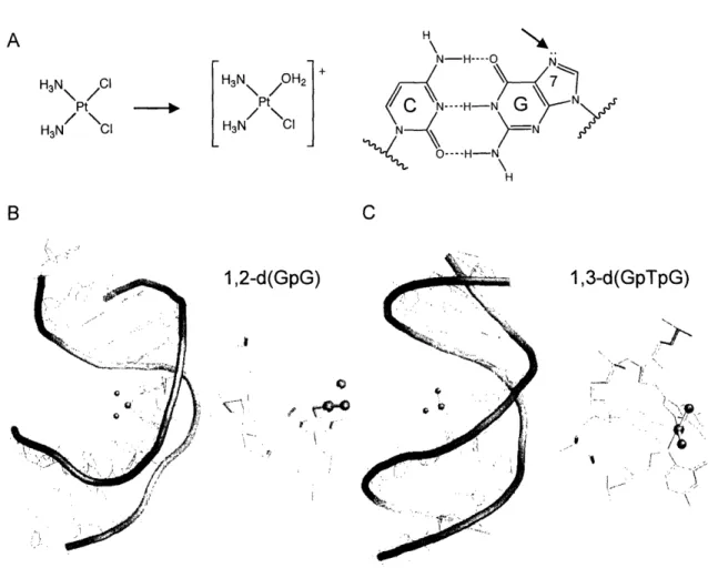 Figure 1.2. Platinum  DNA  adducts:  formation  and structures.  (A) Cisplatin  is activated by  hydrolysis  in  the  cell and  the  activated  form  of cisplatin,  [Pt(NH 3 )CI(OH 2 )] + , binds covalently to the  N7 position  of purines