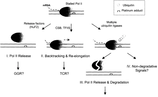 Figure  1.3. Schematic representation  of transcription  inhibition by platinum  lesions and consequent  outcomes