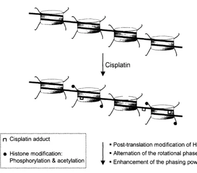Figure 1.4. The effect of platinum  damage  on chromatin structure  and function.