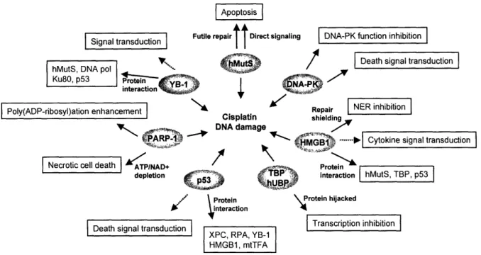 Figure  1.6. The  roles  of  proteins  binding  to  platinated  DNA  in  cisplatin  anticancer action.
