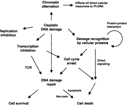 Figure  1.7. Direct  cellular  responses  to  platinum  adducts:  overall  picture  of current understanding.