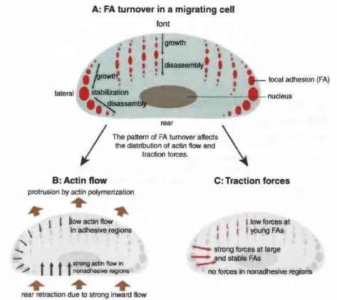 Figure 8.1  The interplay of  focal adhesion and actin dynamics as well as resulting traction  forces in a migrating cell