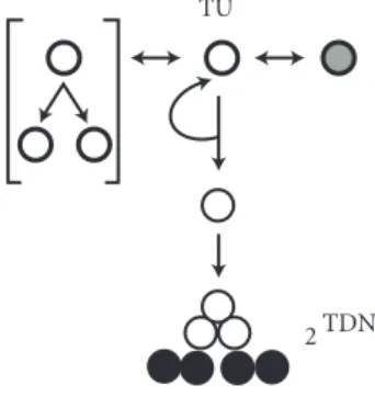 Figure 4: Asymmetric cell kinetics model for cellular senescence.