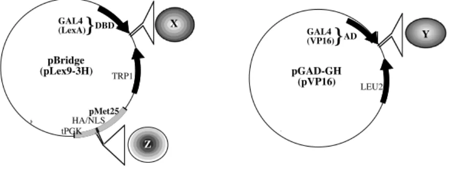 Figure 2: The three-hybrid vectors: